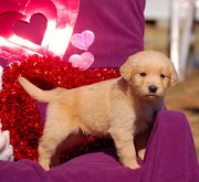 Golden Retriever Puppies
