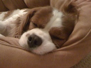 Collingtree Pet Services-Dog Walking and Pet Sitting Northampton