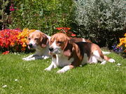 Waggy Tailz Walks Dog Walking / Sitting