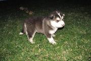 Alaskan Malamute Puppies For Sale