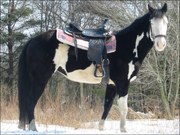 Fiesian Gelding