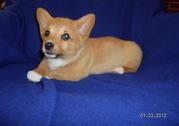 Cute Male and Female Pembroke Welsh Corgi Puppies for adoption 