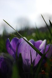 Free Wildflower Walk in Ruskin Park,  Lambeth
