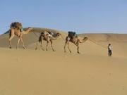 Rajasthan Heritage Tour: Covers the length of desert states
