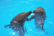 Swim with dolphins in Cancun for $75 USD with Water Park