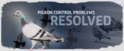Cost Effective Solutions for Pigeon Control in Manchester