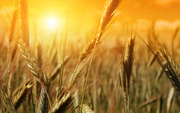 Wheat Markets and Cash Price information - CommodityBasis
