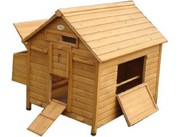 Egg Shell offers Chicken shells at an affordable price