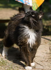 Dog & Cat Boarding Kennels in Yorkshire