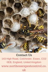 Do you need wasp nest removal in Colchester? | Contact 01206700644