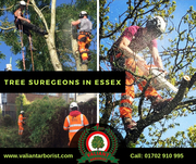 Tree Surgeons in Essex | Valiant Arborist Ltd.