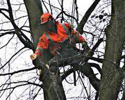 tree surgeon - home improvement