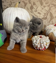 GCCF British Shorthair kittens 