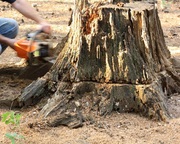 Bark Mulch Cork