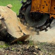 Looking for affordable Tree Surgeon in Gloucester