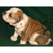 bulldog for adoption.