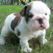 English bull dog in need of a best friend 